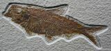 Inch Mouth Open Knightia Fossil Fish #798-1